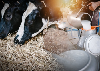 ¿Cómo la variabilidad climática afecta los precios de leche cruda del Atlántico?