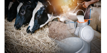 ¿Cómo la variabilidad climática afecta los precios de leche cruda del Atlántico?