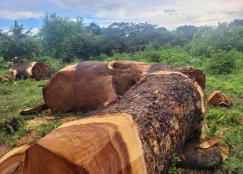 Corpoguajira y fuerza pública incautan 37 toneladas de madera en Villanueva