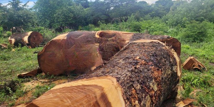 Corpoguajira y fuerza pública incautan 37 toneladas de madera en Villanueva