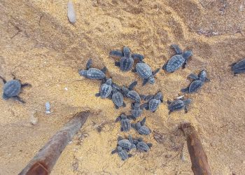Corpoguajira destaca labor de la comunidad de Bahía Hondita en la conservación de la tortuga marina