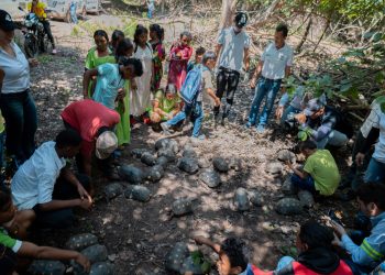 Corpoguajira libera 43 morrocoys en el DRMI Cuenca Baja del Río  Ranchería
