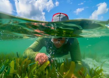 Uninorte se incorpora al Centro de Excelencia en Ciencias Marinas