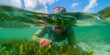 Uninorte se incorpora al Centro de Excelencia en Ciencias Marinas