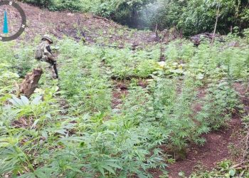 Ejército desmantela cultivo ilícito de marihuana en La Guajira