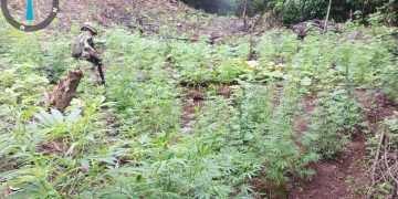 Ejército desmantela cultivo ilícito de marihuana en La Guajira
