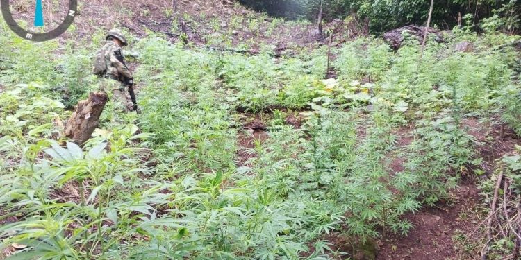 Ejército desmantela cultivo ilícito de marihuana en La Guajira