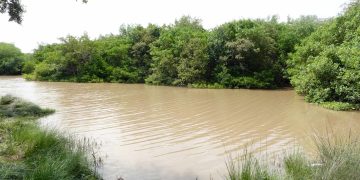 Corpoguajira y gobierno de la isla de Guadalupe firman convenio para restauración del ecosistema de manglar en el DRMI Delta del río Ranchería