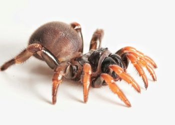 Actinopus embera, una nueva especie de araña se suma a la biodiversidad del Caribe colombiano