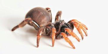Actinopus embera, una nueva especie de araña se suma a la biodiversidad del Caribe colombiano