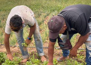 Gobierno Nacional impulsa compras directas a campesinos productores del territorio guajiro a través de Bienestar Familiar