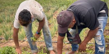 Gobierno Nacional impulsa compras directas a campesinos productores del territorio guajiro a través de Bienestar Familiar