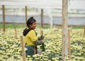Colombia triplicó la exportación de flores a diferentes países del mundo para la celebración del Día de la Madre