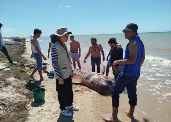 Ballena piloto juvenil fue encontrada en costas de la comunidad de Samaria, en Manaure