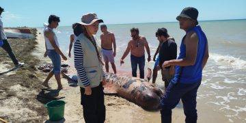 Ballena piloto juvenil fue encontrada en costas de la comunidad de Samaria, en Manaure