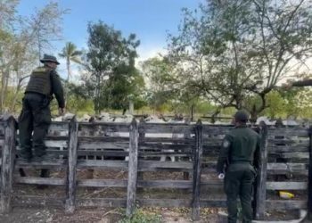 Hallan ganado robado en Sucre dentro de un predio en zona rural de Maicao