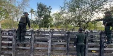 Hallan ganado robado en Sucre dentro de un predio en zona rural de Maicao