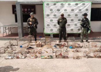La Policía Nacional incauta 48 aves silvestres en Maicao que eran objeto de comercio ilegal