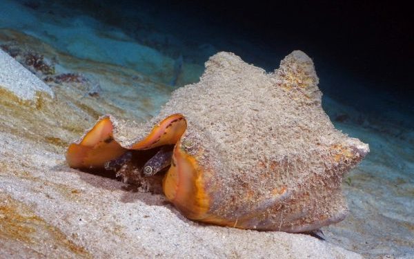 Inicia veda de caracol pala en el Archipiélago de San Andrés