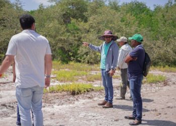 Corpoguajira y la ANH fortalecen restauración de manglares en La Guajira con siembra de 50.000 plántulas