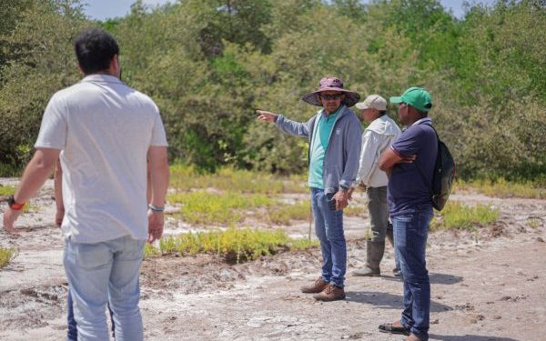 Corpoguajira y la ANH fortalecen restauración de manglares en La Guajira con siembra de 50.000 plántulas