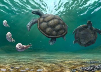 Tortuga fósil hallada en La Guajira y olvidada durante décadas en un museo en Suiza resultó ser una nueva especie