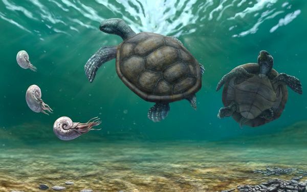 Tortuga fósil hallada en La Guajira y olvidada durante décadas en un museo en Suiza resultó ser una nueva especie