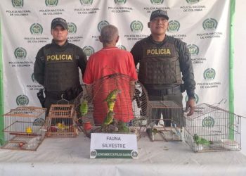 Policía Nacional captura a ciudadano por traficar con fauna silvestre en Manaure