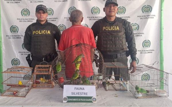 Policía Nacional captura a ciudadano por traficar con fauna silvestre en Manaure