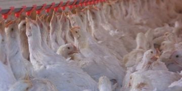 Colombia logra un hito histórico: exportar pollo a Japón por primera vez