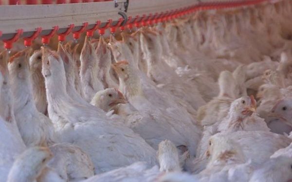 Colombia logra un hito histórico: exportar pollo a Japón por primera vez