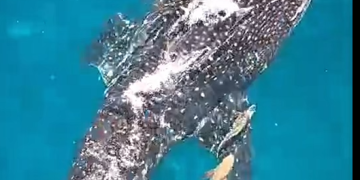 Tiburón ballena fue avistado desde la plataforma de Hocol en Manaure