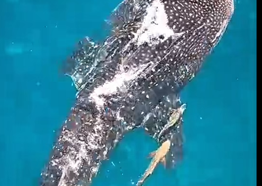 Tiburón ballena fue avistado desde la plataforma de Hocol en Manaure