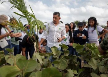 Corpoguajira, Enlaza y el Ejército Nacional iniciaron la siembra de cien palmeras en la Avenida Primera de Riohacha