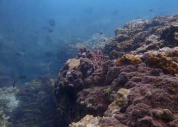 Ecopetrol e Invemar firmaron nuevo acuerdo para estudiar y proteger ecosistemas del Caribe colombiano