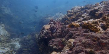 Ecopetrol e Invemar firmaron nuevo acuerdo para estudiar y proteger ecosistemas del Caribe colombiano