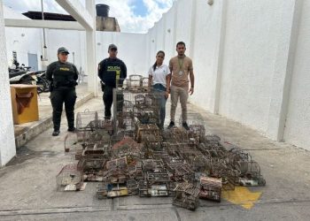 Corpoguajira y Policía decomisan 90 aves que estaban en cautiverio en una vivienda de Riohacha