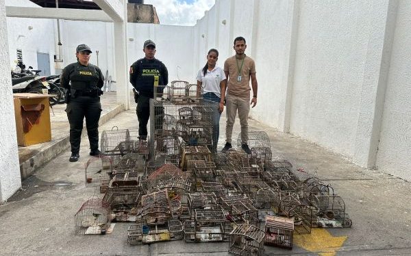 Corpoguajira y Policía decomisan 90 aves que estaban en cautiverio en una vivienda de Riohacha