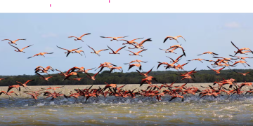 Enlaza trabaja en la conservación del Flamenco Rosado