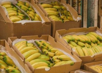 Exportaciones agropecuarias crecieron 11,6% en valor y 63,2% en volumen en febrero de 2026