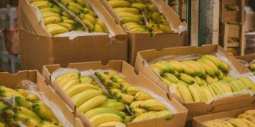 Exportaciones agropecuarias crecieron 11,6% en valor y 63,2% en volumen en febrero de 2026