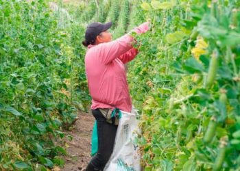 La pobreza multidimensional rural cayó 4,9 puntos entre 2022 y 2025, impulsada por la Reforma Agraria