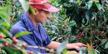MinAgricultura confirma inversión de $52.000 millones para proteger la caficultura ante el fenómeno de El Niño