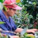 MinAgricultura confirma inversión de $52.000 millones para proteger la caficultura ante el fenómeno de El Niño