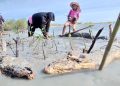 Corpoguajira y WWF Colombia avanzan en la restauración de manglares en La Guajira