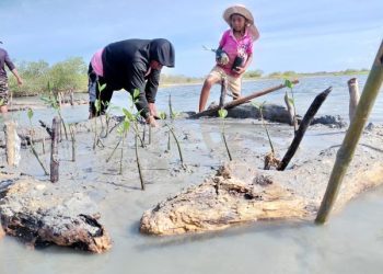 Corpoguajira y WWF Colombia avanzan en la restauración de manglares en La Guajira
