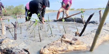 Corpoguajira y WWF Colombia avanzan en la restauración de manglares en La Guajira