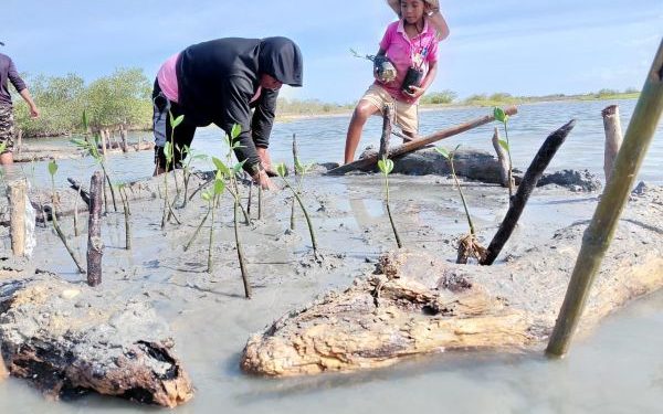 Corpoguajira y WWF Colombia avanzan en la restauración de manglares en La Guajira