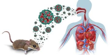 Minsalud informó que a la fecha, no hay alerta sobre la presencia de hantavirus en Colombia