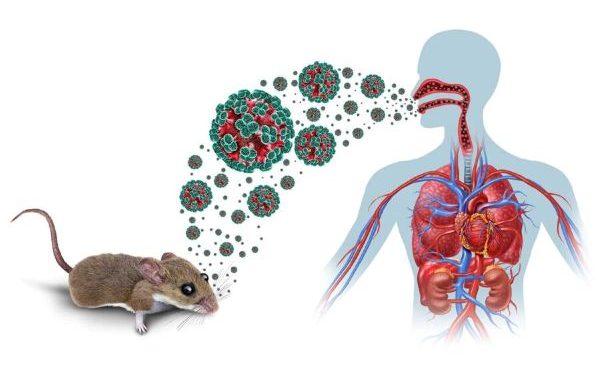 Minsalud informó que a la fecha, no hay alerta sobre la presencia de hantavirus en Colombia